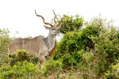 Maior Kudu que está alto e orgulhoso no campo imagem de stock Maior Kudu que está alto e orgulhoso no campo imagem de stock