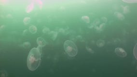 Maiores medusa nas águas verdes do mar video estoque Maiores medusa nas águas verdes do mar video estoque