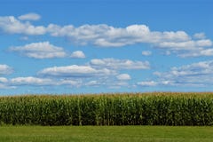 Mais-Feld mit Wolken im Himmel lizenzfreies stockbild Mais-Feld mit Wolken im Himmel lizenzfreies stockbild