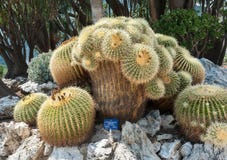 Mais velho e original no grusonii de Europa Echinocactus foto de stock royalty free Mais velho e original no grusonii de Europa Echinocactus foto de stock royalty free