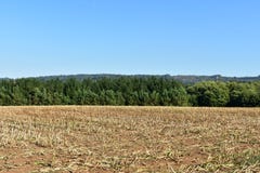 Maisbearbeitungsfeld nach der Ernte und Bäume mit blauem Himmel Pflügen des Feldes stockfotos Maisbearbeitungsfeld nach der Ernte und Bäume mit blauem Himmel Pflügen des Feldes stockfotos