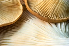 Maitake champinjonklunga arkivfoton Maitake champinjonklunga arkivfoton