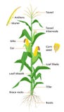 Maize plant diagram, infographic elements with the parts of corn plant, anthers, tassel, corn ears, cobs, roots, stalks stock illustration Maize plant diagram, infographic elements with the parts of corn plant, anthers, tassel, corn ears, cobs, roots, stalks stock illustration