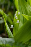 Majalis de Convallaria du muguet de fleur blanche de plan rapproché sur un fond des feuilles vertes dans le jardin images libres de droits Majalis de Convallaria du muguet de fleur blanche de plan rapproché sur un fond des feuilles vertes dans le jardin images libres de droits