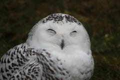 Hilarious portrait photo of a snowy owl making a funny face royalty free stock photography Hilarious portrait photo of a snowy owl making a funny face royalty free stock photography