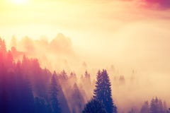 Majestic view of the woods glowing by sunlight at twilight stock photos Majestic view of the woods glowing by sunlight at twilight stock photos