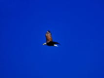 Majestueus Kaal Eagle Above de Rivier van Colorado stock foto's Majestueus Kaal Eagle Above de Rivier van Colorado stock foto's