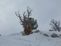 Majestätische Ansicht des Winters der toten gnarly Kiefers der alten Wüste, um Wasatch Front Rocky Mountains, Brighton Ski Resort stockfotos Majestätische Ansicht des Winters der toten gnarly Kiefers der alten Wüste, um Wasatch Front Rocky Mountains, Brighton Ski Resort stockfotos
