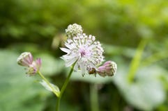 Major do Astrantia, grande masterwort na flor, plantas de florescência herbáceas imagem de stock royalty free Major do Astrantia, grande masterwort na flor, plantas de florescência herbáceas imagem de stock royalty free