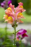 Majus Antirrhinum, общее snapdragon в цветени Стоковое Изображение RF Majus Antirrhinum, общее snapdragon в цветени Стоковое Изображение RF