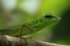 Make Chameleon Bronchocela jubata in the tropical forests of Indonesia royalty free stock images Make Chameleon Bronchocela jubata in the tropical forests of Indonesia royalty free stock images