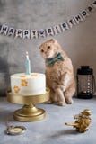 Making a wish. Funny cat with bow tie and birthday cake with candle. Happy birthday card, poster concept. event agency