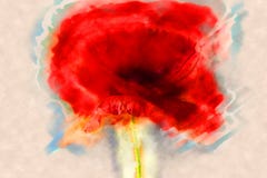 Makowi kwiatu lub papaver rhoeas makowi z światłem zdjęcia royalty free Makowi kwiatu lub papaver rhoeas makowi z światłem zdjęcia royalty free