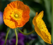 Makro av en orange blomma p? ett m?rkt - gr?n bakgrund royaltyfria bilder Makro av en orange blomma p? ett m?rkt - gr?n bakgrund royaltyfria bilder