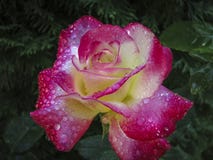 Makro einer zarten Rose Doppelt-Freude Rote Blumenblätter werden mit Regentropfen oder Morgentau bedeckt stockfoto Makro einer zarten Rose Doppelt-Freude Rote Blumenblätter werden mit Regentropfen oder Morgentau bedeckt stockfoto
