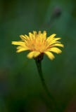 Makro- fotografia dandelion kwiat na zielonym tle zdjęcia royalty free Makro- fotografia dandelion kwiat na zielonym tle zdjęcia royalty free