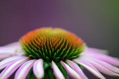 Makro- fotografia piękny Echinacea kwiat Coneflower, pokazuje szczegóły kwiatu centre zdjęcie stock Makro- fotografia piękny Echinacea kwiat Coneflower, pokazuje szczegóły kwiatu centre zdjęcie stock