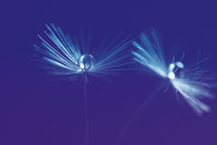 Makro von Löwenzahnsamen mit einem Tropfen des Taus oder des Wassers, blau Selektiver Fokus stockfotos Makro von Löwenzahnsamen mit einem Tropfen des Taus oder des Wassers, blau Selektiver Fokus stockfotos