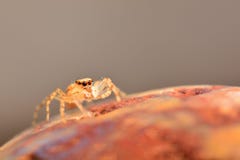Makro- śliczny skokowy pająk Szablonowy Planiceps na czerwonym kamieniu, czyścić jeden jego iść na piechotę obrazy royalty free Makro- śliczny skokowy pająk Szablonowy Planiceps na czerwonym kamieniu, czyścić jeden jego iść na piechotę obrazy royalty free
