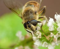 Makroabschluß oben der Biene auf einer Blume das Blütenstaubfoto sammelnd eingelassen Großbritannien lizenzfreie stockbilder Makroabschluß oben der Biene auf einer Blume das Blütenstaubfoto sammelnd eingelassen Großbritannien lizenzfreie stockbilder