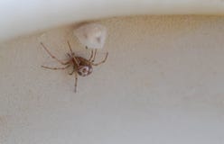 Makrofoto einer kleinen braunen Spinne durch einen Spinnenbeutel Lizenzfreies Stockfoto Makrofoto einer kleinen braunen Spinne durch einen Spinnenbeutel Lizenzfreies Stockfoto