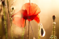 Makrofoto gegen Hintergrundbeleuchtung der roten Blume bei Sonnenuntergang stockfoto Makrofoto gegen Hintergrundbeleuchtung der roten Blume bei Sonnenuntergang stockfoto