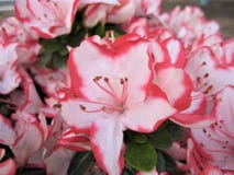 Makrofoto med en dekorativ bakgrund av härliga blommor på filialerna av rhododendroner royaltyfri fotografi Makrofoto med en dekorativ bakgrund av härliga blommor på filialerna av rhododendroner royaltyfri fotografi