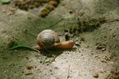 Makroschuß der Schnecke auf der Spur lizenzfreie stockfotos Makroschuß der Schnecke auf der Spur lizenzfreie stockfotos