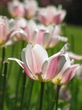 Makrosikt av den vita rosa tulpan och spindeln?t arkivbild Makrosikt av den vita rosa tulpan och spindeln?t arkivbild