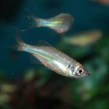 Malabar danio akwarium ryba (Danio malabaricus) Fotografia Stock Malabar danio akwarium ryba (Danio malabaricus) Fotografia Stock