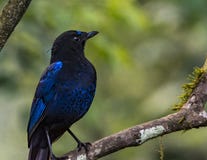 Malabar whistling thrush - yophonus horsfieldii stock image Malabar whistling thrush - yophonus horsfieldii stock image