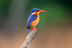 Malachite Kingfisher stock photo Malachite Kingfisher stock photo