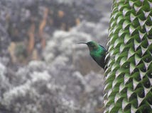 Malachite Sunbird su Lobelia gigante, Mt Kilimanjaro fotografie stock libere da diritti Malachite Sunbird su Lobelia gigante, Mt Kilimanjaro fotografie stock libere da diritti