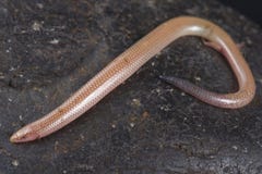 Malagasy sand swimming skink Voeltzkowia fierinensis Royalty Free Stock Image Malagasy sand swimming skink Voeltzkowia fierinensis Royalty Free Stock Image