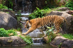 MALAIISCHER TIGER stockfotografie MALAIISCHER TIGER stockfotografie