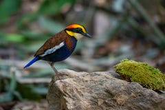 Malaiisches mit einem Band versehenes Pitta an Nationalpark Sriphang-nga lizenzfreies stockfoto Malaiisches mit einem Band versehenes Pitta an Nationalpark Sriphang-nga lizenzfreies stockfoto