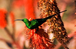 Malakitsunbird arkivbild Malakitsunbird arkivbild