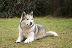 Malamute do Alasca fotografia de stock Malamute do Alasca fotografia de stock