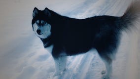 Malamute για έναν περίπατο στοκ φωτογραφία με δικαίωμα ελεύθερης χρήσης Malamute για έναν περίπατο στοκ φωτογραφία με δικαίωμα ελεύθερης χρήσης