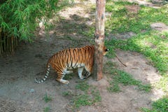 The Malayan tiger (Panthera tigris tigris) wis a tiger population in Peninsular Malaysia royalty free stock photos The Malayan tiger (Panthera tigris tigris) wis a tiger population in Peninsular Malaysia royalty free stock photos