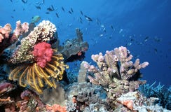 Maldives shallow reef