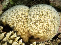 Maldivian Brain Coral Stock Photos