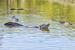 Male Alligator Creating Faraday Waves During A Mating Call Amidst Females royalty free stock images Male Alligator Creating Faraday Waves During A Mating Call Amidst Females royalty free stock images