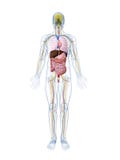 Male anatomi stock illustrationer Male anatomi stock illustrationer