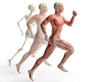 Male anatomy running