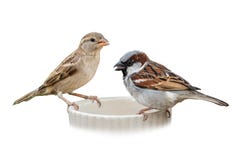 Male And Female House Sparrow Perching On A Feeding Bowl Royalty Free Stock Images Male And Female House Sparrow Perching On A Feeding Bowl Royalty Free Stock Images
