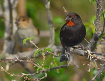Male (and Female) Lesser-Antillian Bullfinch Royalty Free Stock Image Male (and Female) Lesser-Antillian Bullfinch Royalty Free Stock Image