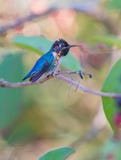 Male Bee Hummingbird On A Branch Royalty Free Stock Photography