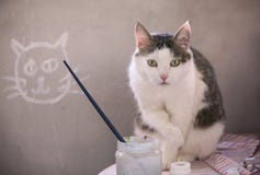 Male cat sleeping on concret wall background royalty free stock photo Male cat sleeping on concret wall background royalty free stock photo