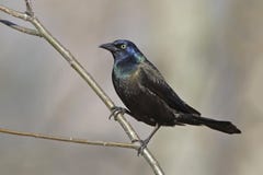 Male Common Grackle Perched On A Tree Branch Stock Photo
